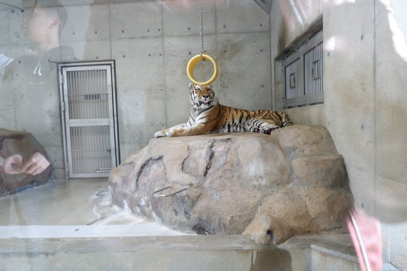 오사카 가볼만한 곳 '덴노지 동물원' 주유패스로 무료 이용 가능 이미지 6