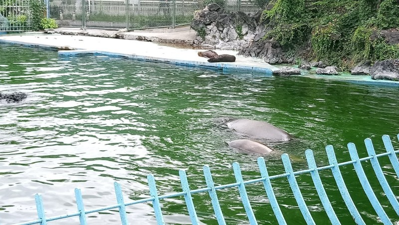 오사카 가볼만한 곳 '덴노지 동물원' 주유패스로 무료 이용 가능 이미지 8